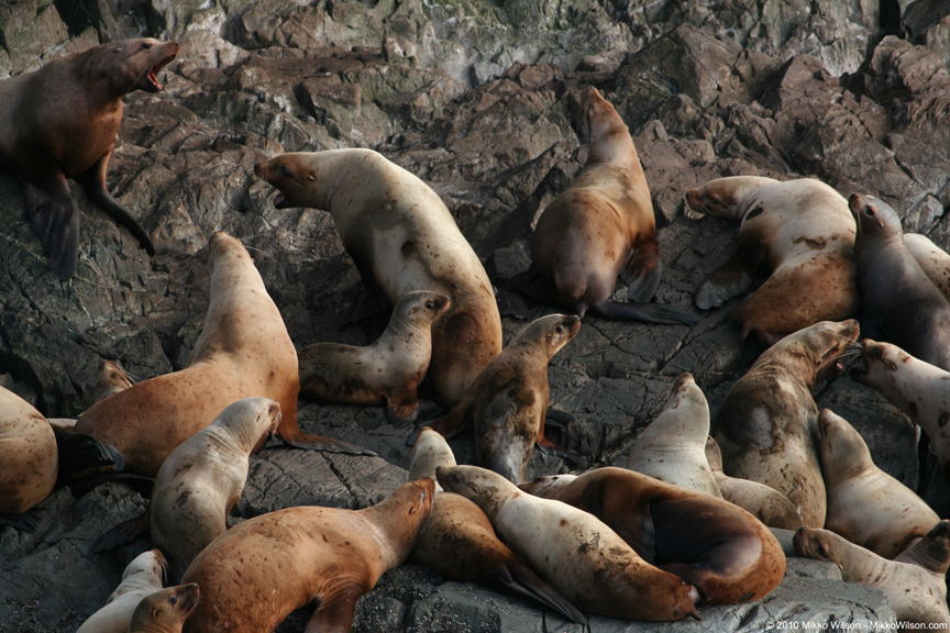 FrederickSoundSealions022110b.jpg