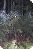 View IMG 0036